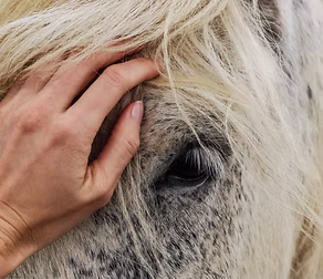 Horse Riding