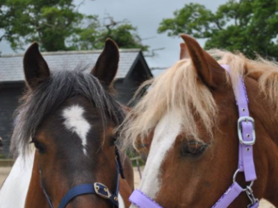 The Paddocks Riding Centre