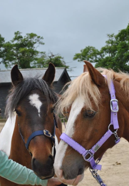 The Paddocks Riding Centre