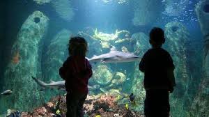 Marine Life Aquarium Bray