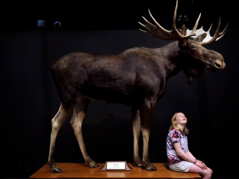 The Natural History Museum
