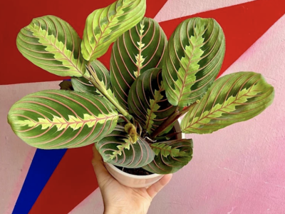 Hopeless Botanics