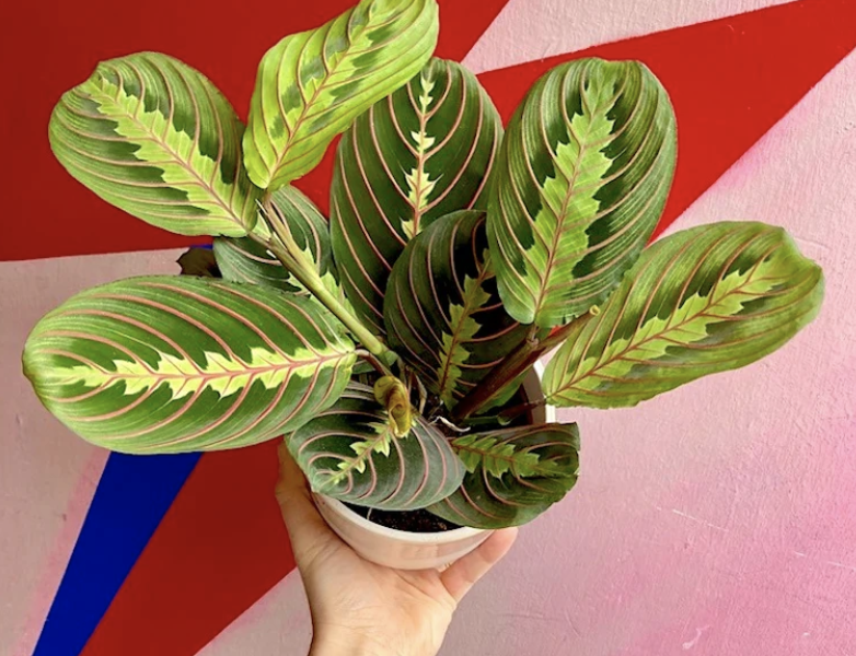 Hopeless Botanics